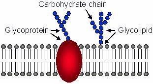 Glycoproteins and glycolipids in the membrane