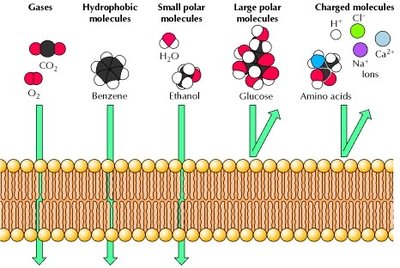 Selective permeability of the membrane to different molecules