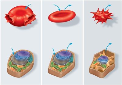 Effects of tonicity on animal and plant cells