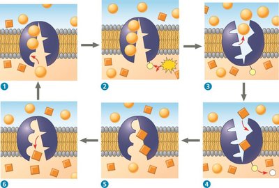 Sodium-potassium pump mechanism