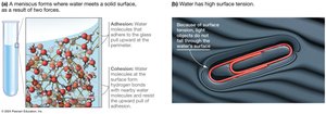 Cohesion, adhesion, and surface tension in water