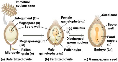 Seed development from ovule to gymnosperm seed