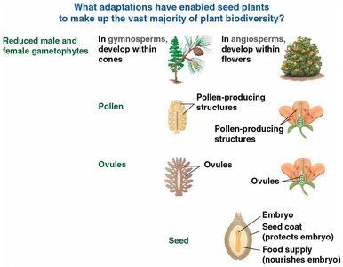 Adaptations enabling seed plant biodiversity