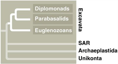 Phylogenetic tree of Excavata