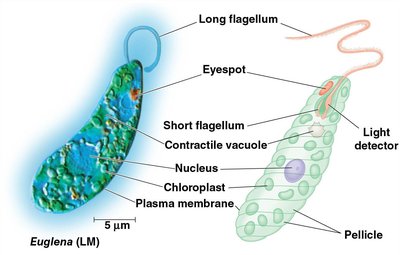 Euglena structure with labeled organelles