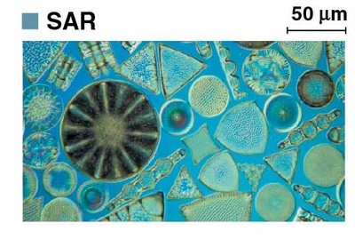 Diatoms, a group of stramenopiles