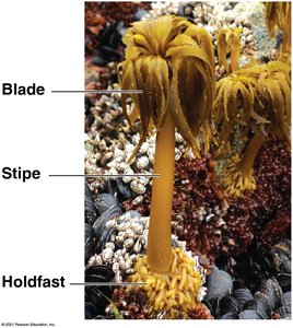 Brown algae structure: blade, stipe, holdfast