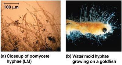 Oomycete hyphae and water mold hyphae on goldfish