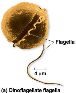 Dinoflagellate with spiral flagella