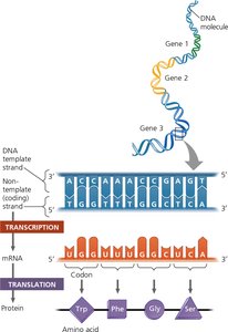 Transcription and translation: DNA to mRNA to protein
