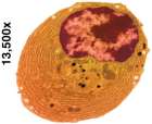 Membrane regulating passage of materials