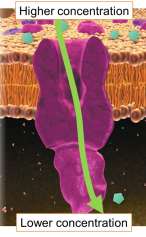 Facilitated diffusion
