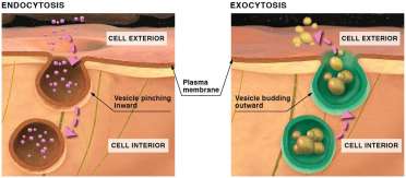 Endocytosis and exocytosis