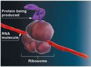 Ribosome producing protein