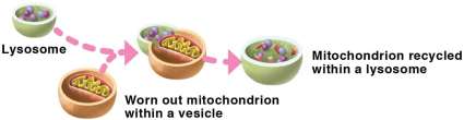 Lysosome recycling mitochondrion