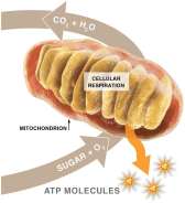 Aerobic respiration