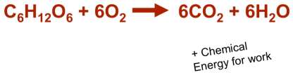 Cellular respiration equation