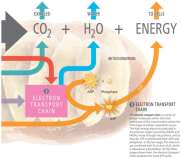 Electron transport chain