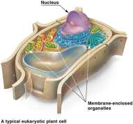 Typical eukaryotic plant cell
