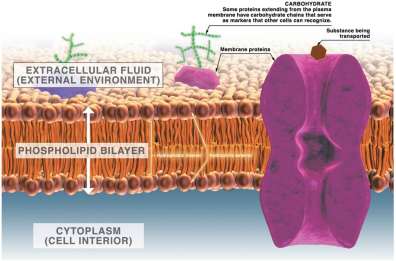 Structure of plasma membrane