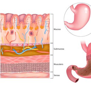 Diagram of stomach wall layers: mucosa, submucosa, muscularis, serosa