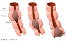 Diagram showing peristalsis in the intestine