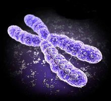 Chromosome structure