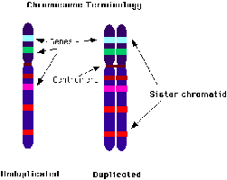 Sister chromatids joined at the centromere
