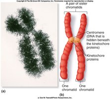Detailed chromosome structure