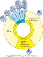 Diagram of the cell cycle