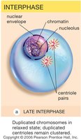 Interphase cell with labeled structures