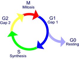 Cell cycle with G1, S, G2, and M phases