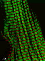 Cells in G0 phase