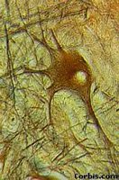 Specialized cells in G0