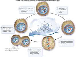 Stages of mitosis
