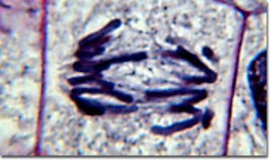 Anaphase with spindle fibers