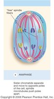 Anaphase diagram