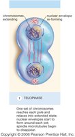 Telophase diagram