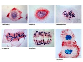 Review of mitosis stages