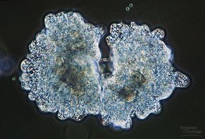 Asexual reproduction in single-celled organism