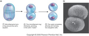 Cytokinesis in animal cells