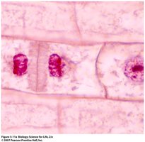Cytokinesis in plant cells