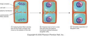 Plant cell cytokinesis