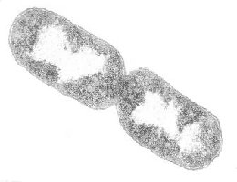 Binary fission process