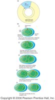 Binary fission diagram