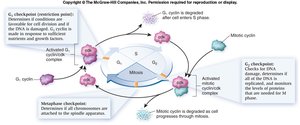 Cell cycle checkpoints