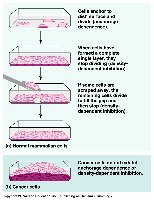 Density-dependent inhibition