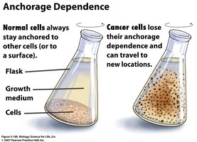 Anchorage dependence