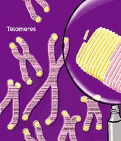 Telomeres on chromosomes