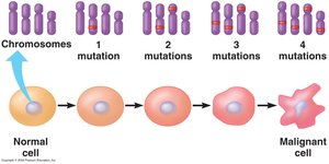 Multi-hit hypothesis for cancer